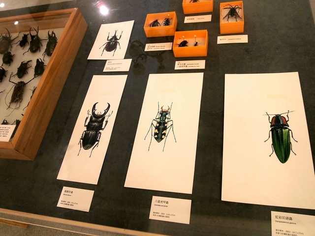 昆蟲手稿與標本.jpg - 日誌用相簿